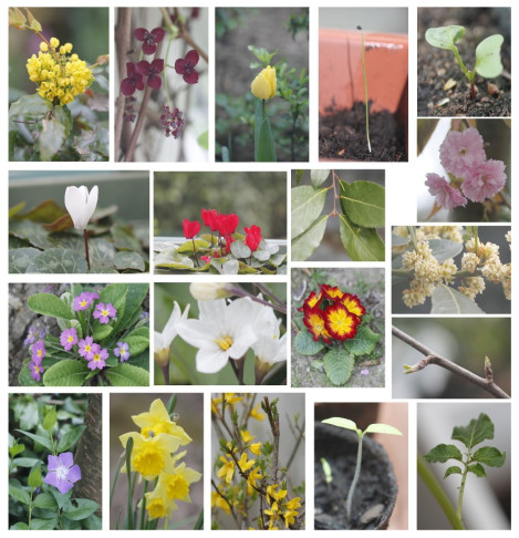 pêle-mêle de photos de plantes